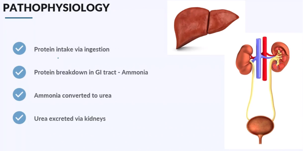 complete-guide-to-blood-urea-nitrogen-bun-lab-values-nursing-lab-values